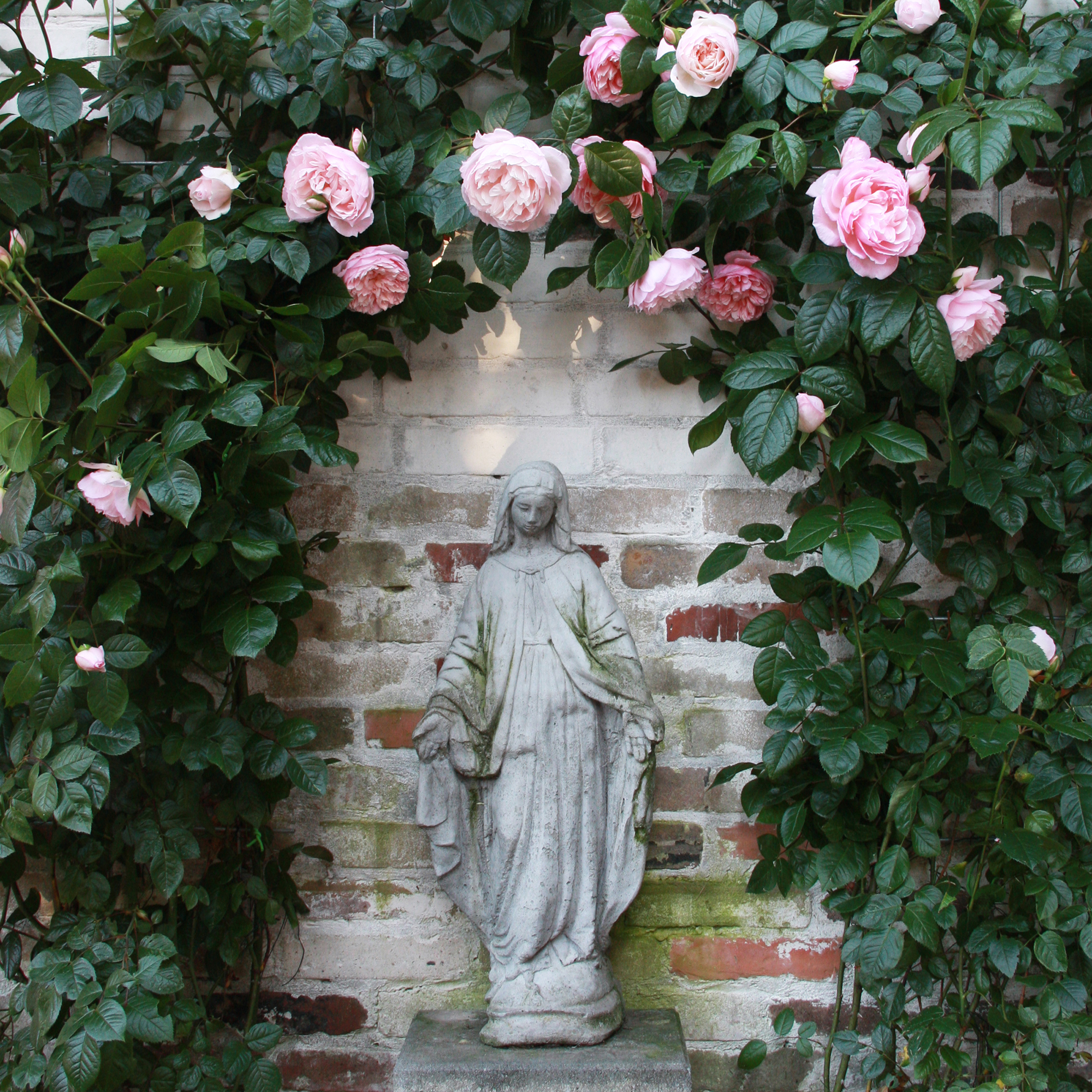 Mother Mary Rose Garden Powderpinkalchemy W